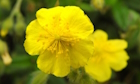 Rock rose