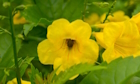 Mimulus