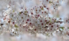 Cherry plum