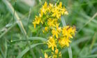 Agrimony