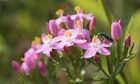 Centaury