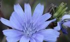 Chicory