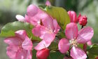 Crab apple