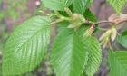 Elm