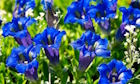 Gentian