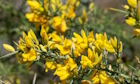 Gorse