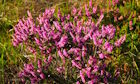 Heather