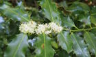 Holly