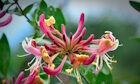 Honeysuckle