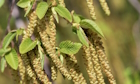 Hornbeam
