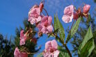 Impatiens