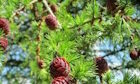 larch