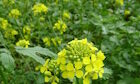 Mustard