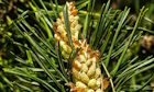 Pine