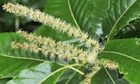 Sweet Chestnut