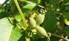 Walnut