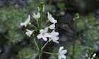 Water violet