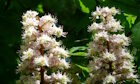 White Chestnut