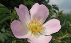 Wild rose