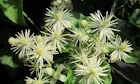 Clematis