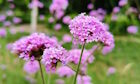 Vervain